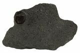 Red Embers Garnet in Graphite - Massachusetts #313442-1